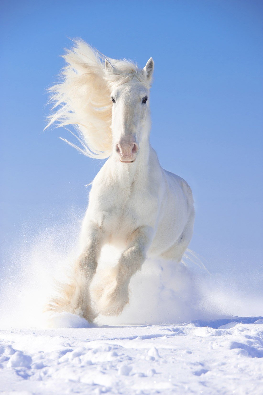 White Gallop