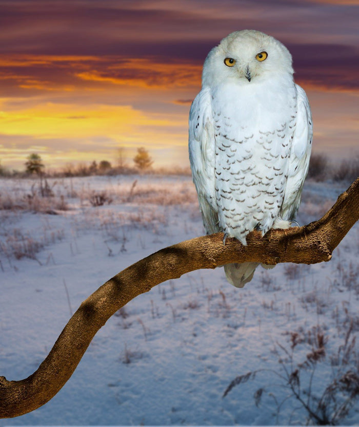 Wild Owl